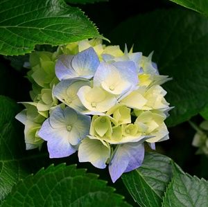 Meet your Posher, Eugenia